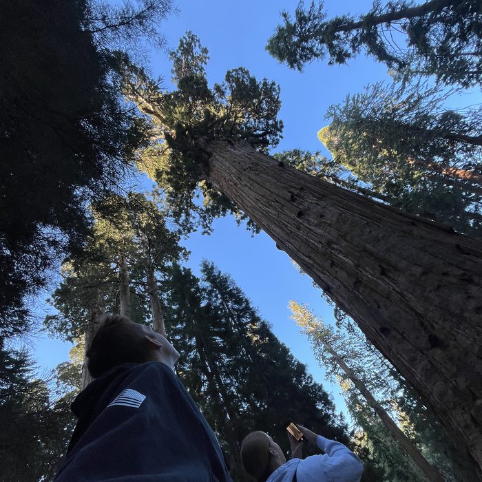 Tyler looking up at giant sequoia trees